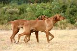 RODESIAN RIDGEBACK 272